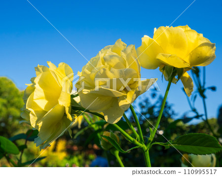 Yellow rose flower that shines in the blue sky 110995517