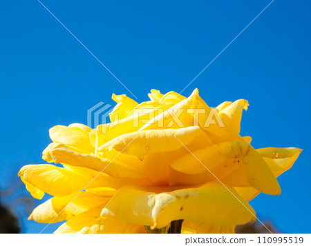 閃耀在藍天的黃色玫瑰花 閃耀在藍天的黃色玫瑰花 110995519