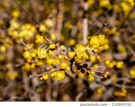 Soshinroubai flowers blooming on a sunny day in winter 110995592
