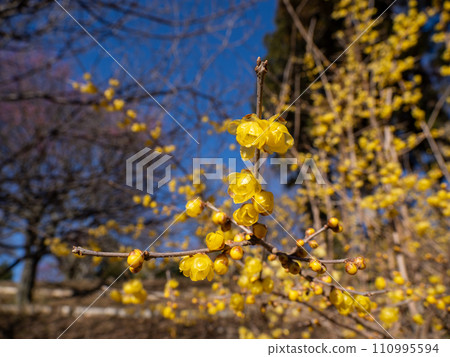 Soshinroubai flowers blooming on a sunny day in winter Soshinroubai flowers blooming on a sunny day in winter 110995594