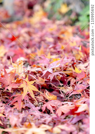 Carpet of autumn leaves at Bishamondo Temple in Yamashina Ward, Kyoto City 110995692