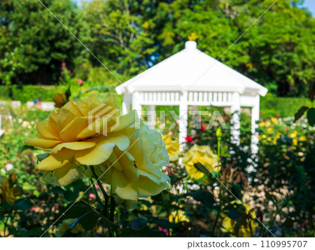 Yellow rose flowers and white arbor 110995707