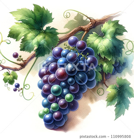 Illustration of grapes painted in watercolor Illustration of grapes painted in watercolor 110995808