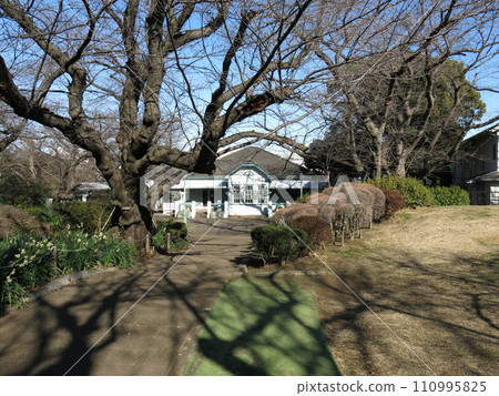 水仙花盛開的橫濱中區山手公園（原山手68號大樓） 110995825