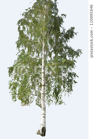 birch wood, material birch wood, material 110995846