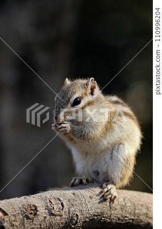 Chipmunk clasping his hands together on the tree Chipmunk clasping his hands together on the tree 110996204