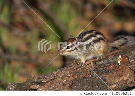 chipmunk resting on a tree chipmunk resting on a tree 110996231