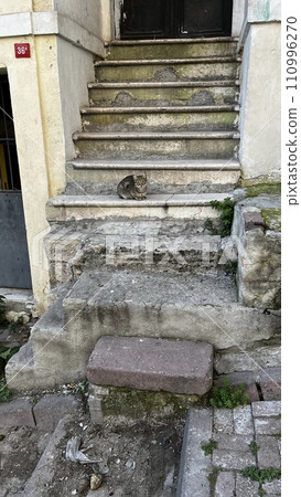 一隻貓 一隻貓 110996270