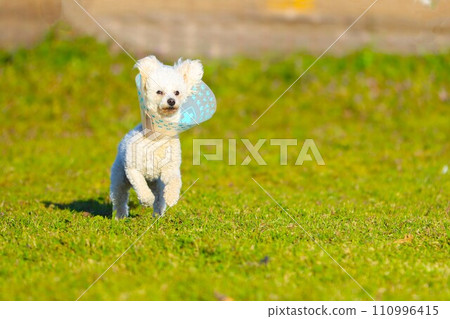 Bailey, a toy poodle with an Elizabethan collar, is rehabilitated in the field ♡ 110996415