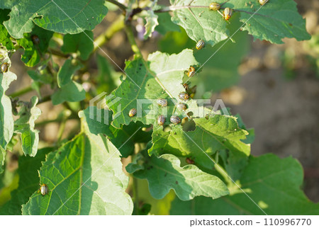 Potato or Colorado beetle - Leptinotarsa decemlineata on eggplant. This insect can damage the leaves and fruits of eggplant. Potato or Colorado beetle - Leptinotarsa decemlineata on eggplant. This insect can damage the leaves and fruits of eggplant. 110996770