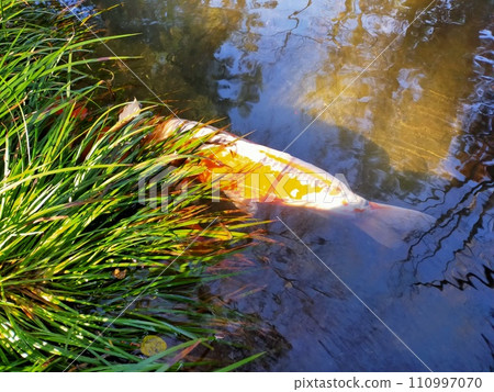 池塘裡的鯉魚,藏頭藏尾 池塘裡的鯉魚,藏頭藏尾 110997070