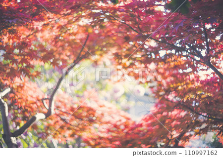 Maple Japan Snap Landscape Daily Life Maple Japan Snap Landscape Daily Life 110997162