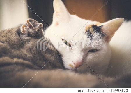 Cat Japan Snap Landscape Daily Life Cat Japan Snap Landscape Daily Life 110997170