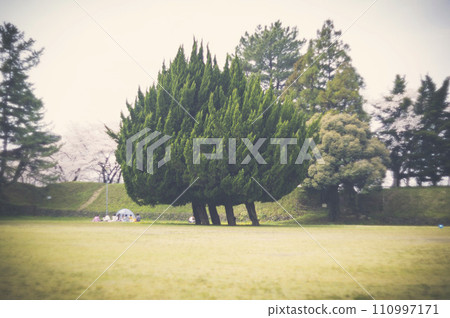 樹 日本 快照 風景 日常生活 樹 日本 快照 風景 日常生活 110997171