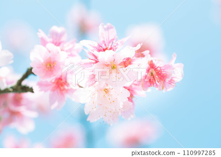 Beautiful pink cold cherry blossoms 110997285