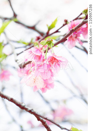 Beautiful pink cold cherry blossoms Beautiful pink cold cherry blossoms 110997286