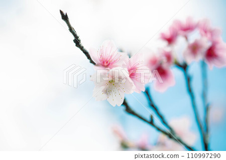 Beautiful pink cold cherry blossoms 110997290