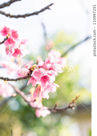 Beautiful pink cold cherry blossoms Beautiful pink cold cherry blossoms 110997291
