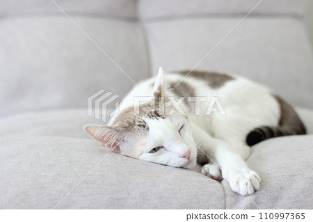 The cat lay on the light brown sofa 110997365