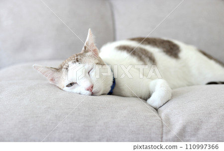 The cat lay on the light brown sofa 110997366