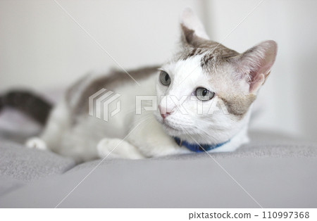 The cat lay on the grey cushion 110997368