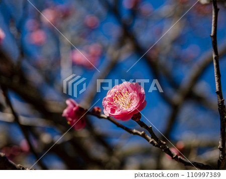 冬天開始綻放的美麗紅梅【未發育的紅梅】 110997389