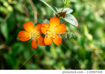 vivid flowers adorning tree. burst of colors, exotic petals, and lush foliage create an enchanting scene. essence of tropical beauty, offering a lively and dynamic element for botanical design 110997446