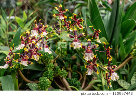 Tropical orchids thrive in lush rainforest habitat, showcasing vibrant colors and delicate petals. exotic flowers bloom rich foliage, creating breathtaking scene of natural beauty 110997448