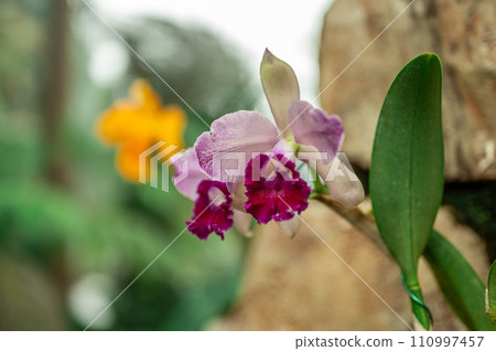 Tropical pink orchids thrive in lush rainforest habitat, showcasing vibrant colors and delicate petals. exotic flowers bloom rich foliage, creating breathtaking scene of natural beauty 110997457