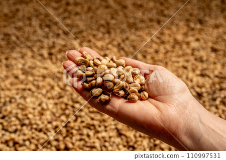 Hand of farmer showing coffee bean in sun dry process process coffee beans dry. drying coffee beans. drying after thorough cleaning at coffee plantation 110997531