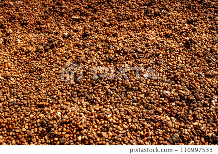 Luwak coffee production process. coffee cherries bask in sun's warmth, arranged on wooden surfaces. drying phase integral to creation of premium Luwak coffee 110997533