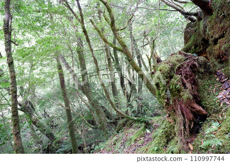 在屋久島的森林裡 在屋久島的森林裡 110997744