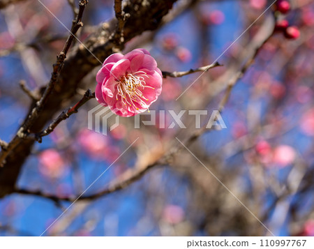 Beautiful red plum blossoms that have begun to bloom in winter [Karabai] 110997767