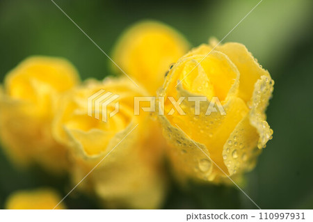 Rose-blooming Primula Julian 110997931