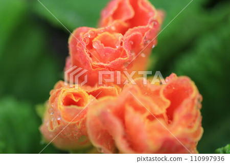 玫瑰盛開的報春花朱利安 玫瑰盛開的報春花朱利安 110997936