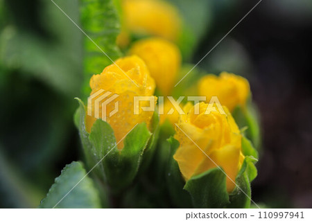 Rose-blooming Primula Julian Rose-blooming Primula Julian 110997941