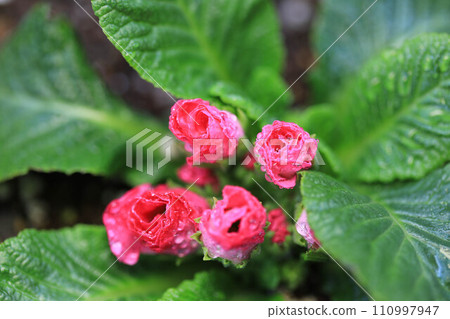 Rose-blooming Primula Julian 110997947