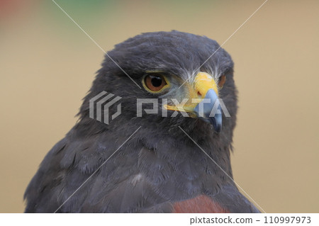 Raptors Harris Hawk 110997973