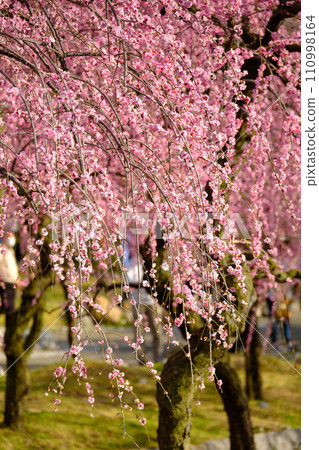 三重農業公園的春天景色 三重農業公園的春天景色 110998164