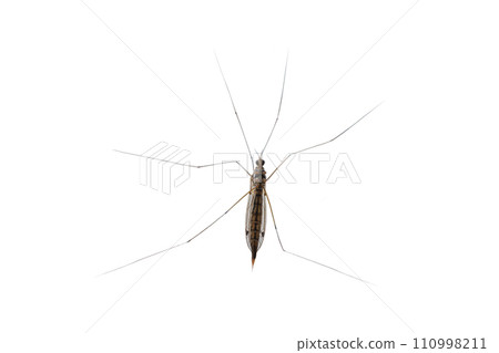 Mosquito gnat closeup isolated on white background 110998211
