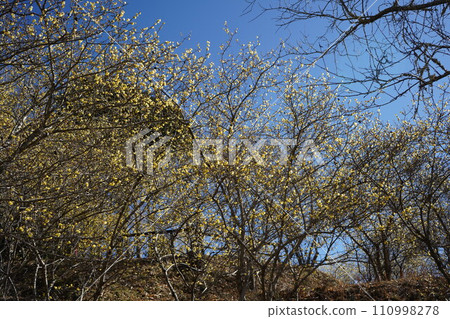 1月下旬松田町夜祭 1月下旬松田町夜祭 110998278