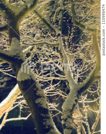 Trees reflected on the surface of the water 110998474