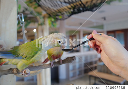 parakeet feeding 110998686