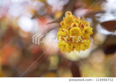 Copy space of yellow red barberry flowers and background blur / Berberaceae, April 110998732