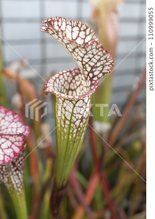 Edible plant "Sarracenia" Edible plant "Sarracenia" 110999055