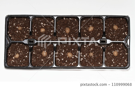 Planting bulbils of Chinese yam, lat. Dioscorea opposita in reusable plastic tray on white Planting bulbils of Chinese yam, lat. Dioscorea opposita in reusable plastic tray on white 110999068