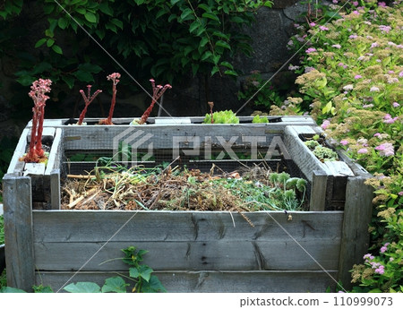Composter from pallets with organic waste and flowering houseleek 110999073