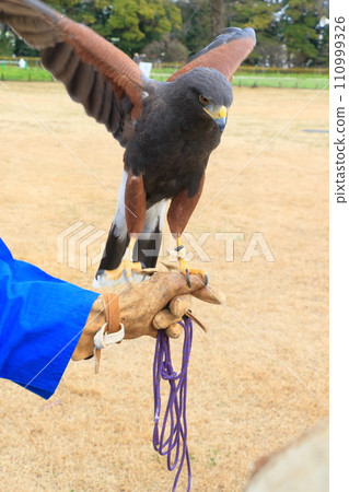 哈里斯鷹在獵鷹者、猛禽手中 哈里斯鷹在獵鷹者、猛禽手中 110999326