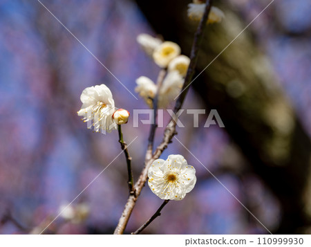Beautiful white plums that have begun to bloom in winter [Yaeno plums] 110999930