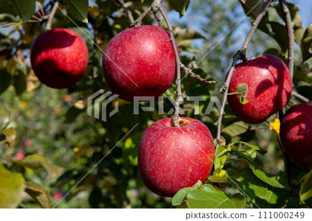 Delicious varieties of apples in the orchard Yamayuki 111000249
